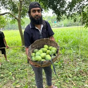 হিমসাগর আম ১০  কেজি
